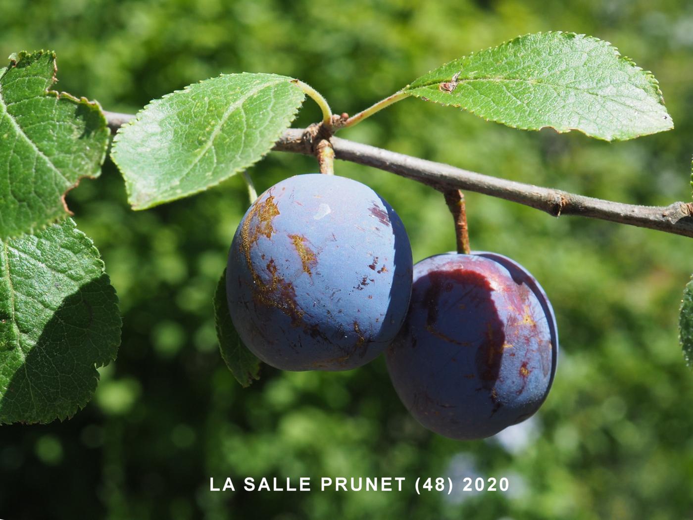 Blackthorn [x Plum hybrid] fruit